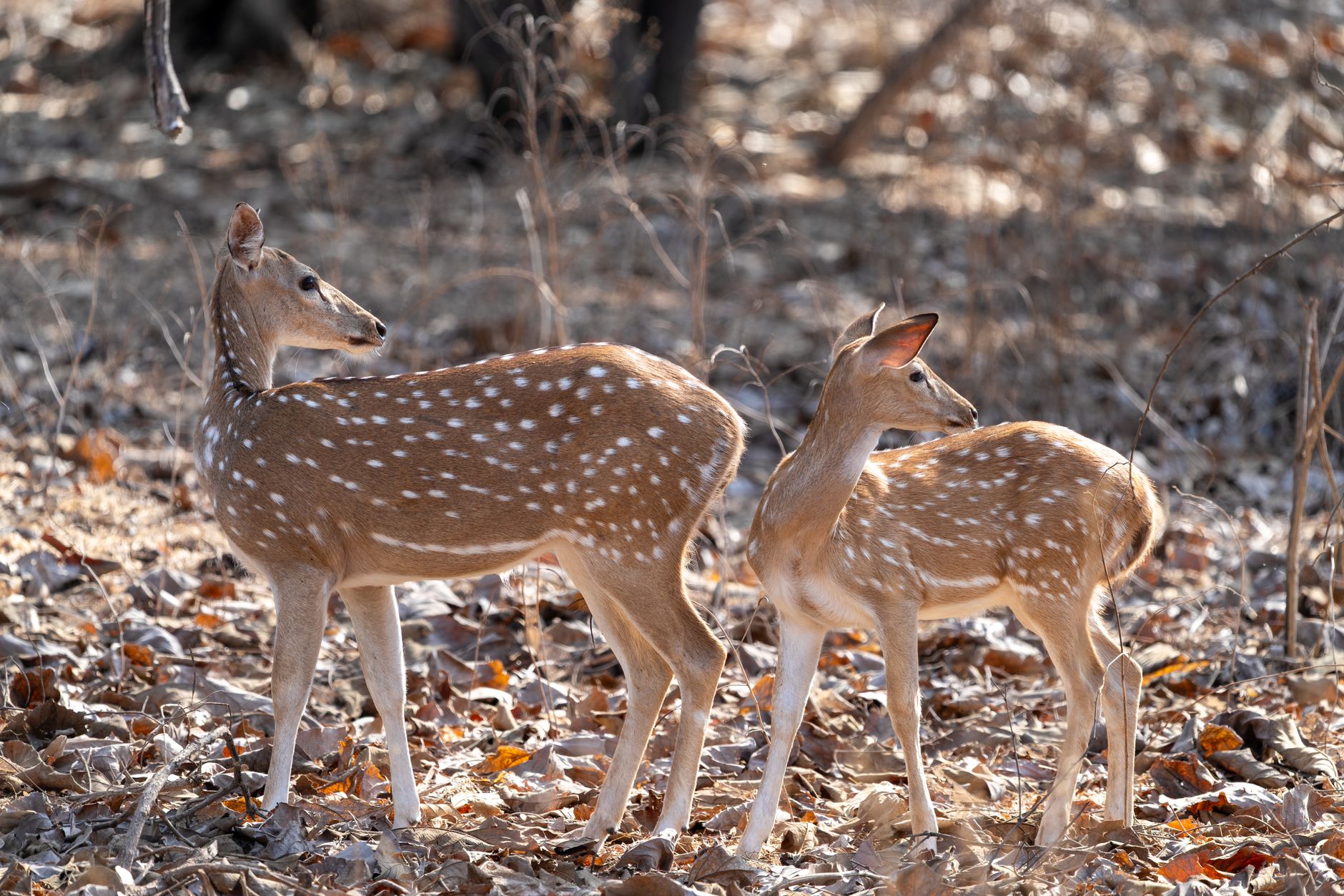 Airport transfers in Sasan Gir Airport transfers in Sasan Gir