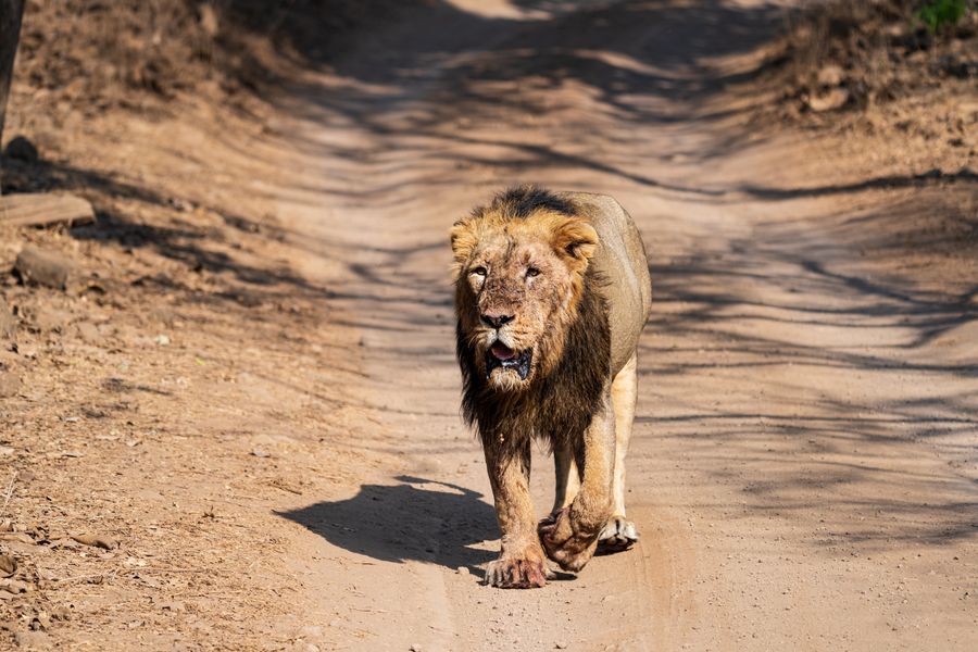 Gir National Park photo 5