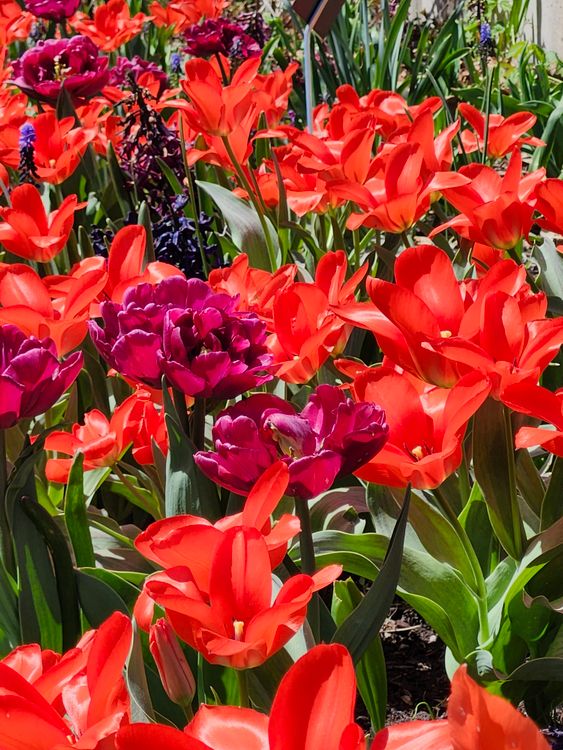 Vibrant Spring Tulips in Full Bloom · Free Stock Photo
