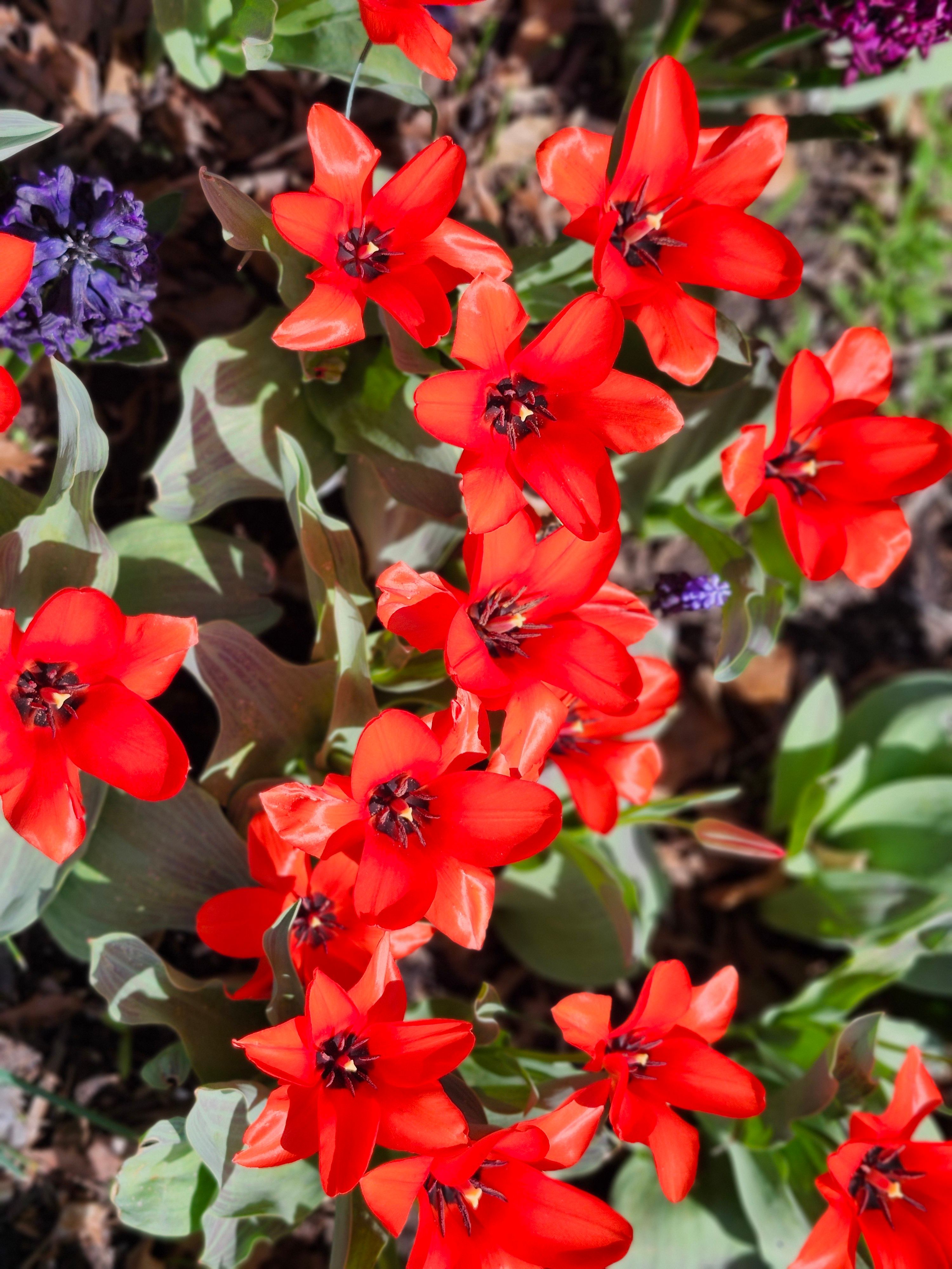 [ColoSach]-bright-red-tulips-blooming-outdoors-in-toronto,-showcasing-spring-vibrancy.