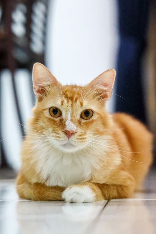 Free Adorable ginger cat lying on the floor indoors with a curious expression. Stock Photo