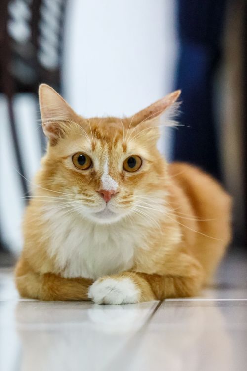 Free Close-up of an orange tabby cat lying on a tiled floor indoors in Malaysia. Stock Photo