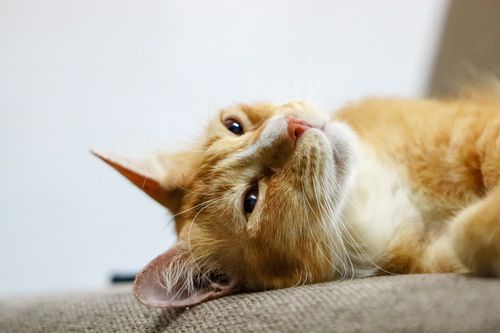 Free Close-up of a ginger cat lying comfortably on a sofa, showcasing its relaxed demeanor. Stock Photo