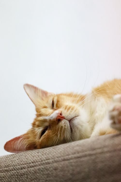 Free A close-up of a serene ginger cat sleeping comfortably on a sofa indoors, capturing coziness. Stock Photo