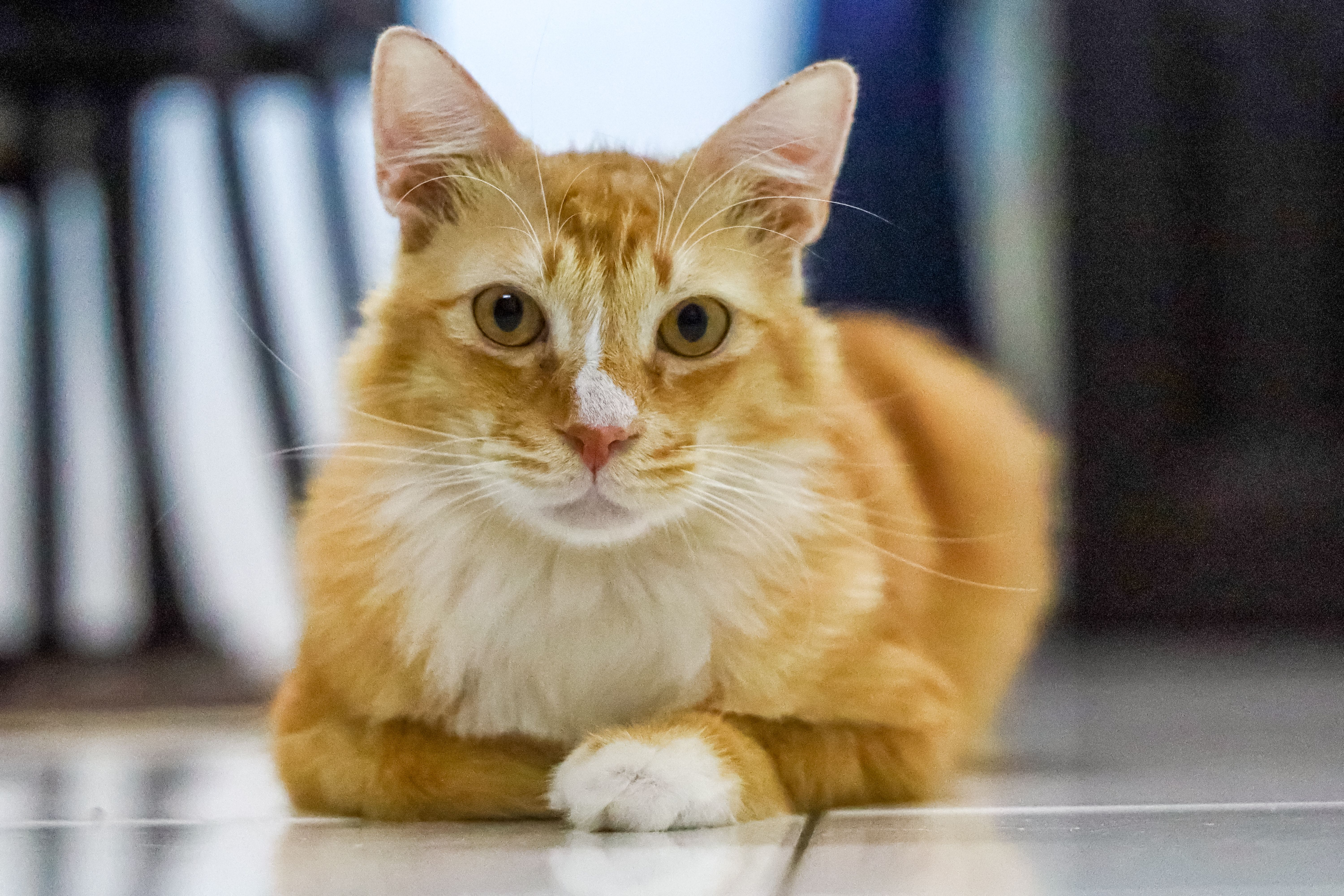 pet lifestyle pets lifestyle — Photo by Mohamad Ikhwan on Pexels