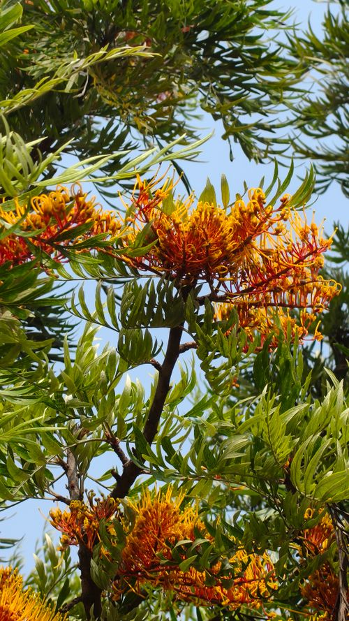 Free Lush green Grevillea tree with bright yellow-orange flowers in full bloom against a clear sky. Stock Photo