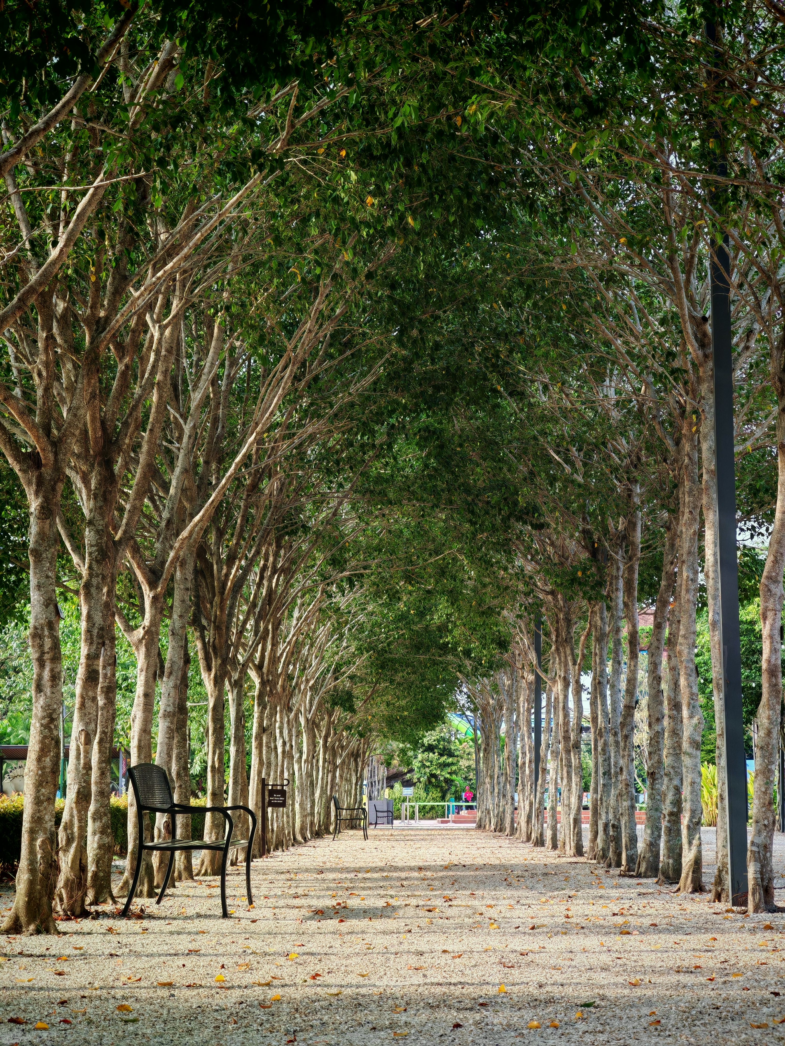 Peaceful Tree-Lined Pathway in a Park · Free Stock Photo