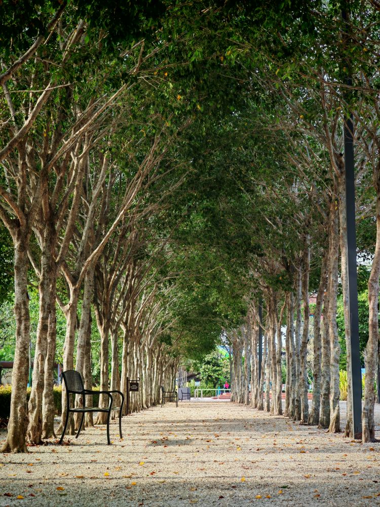 Tree Corridor Photos, Download The BEST Free Tree Corridor Stock Photos ...