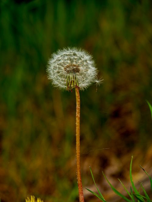 Free Close-up of a solitary dandelion seed head in a grassy field. Stock Photo