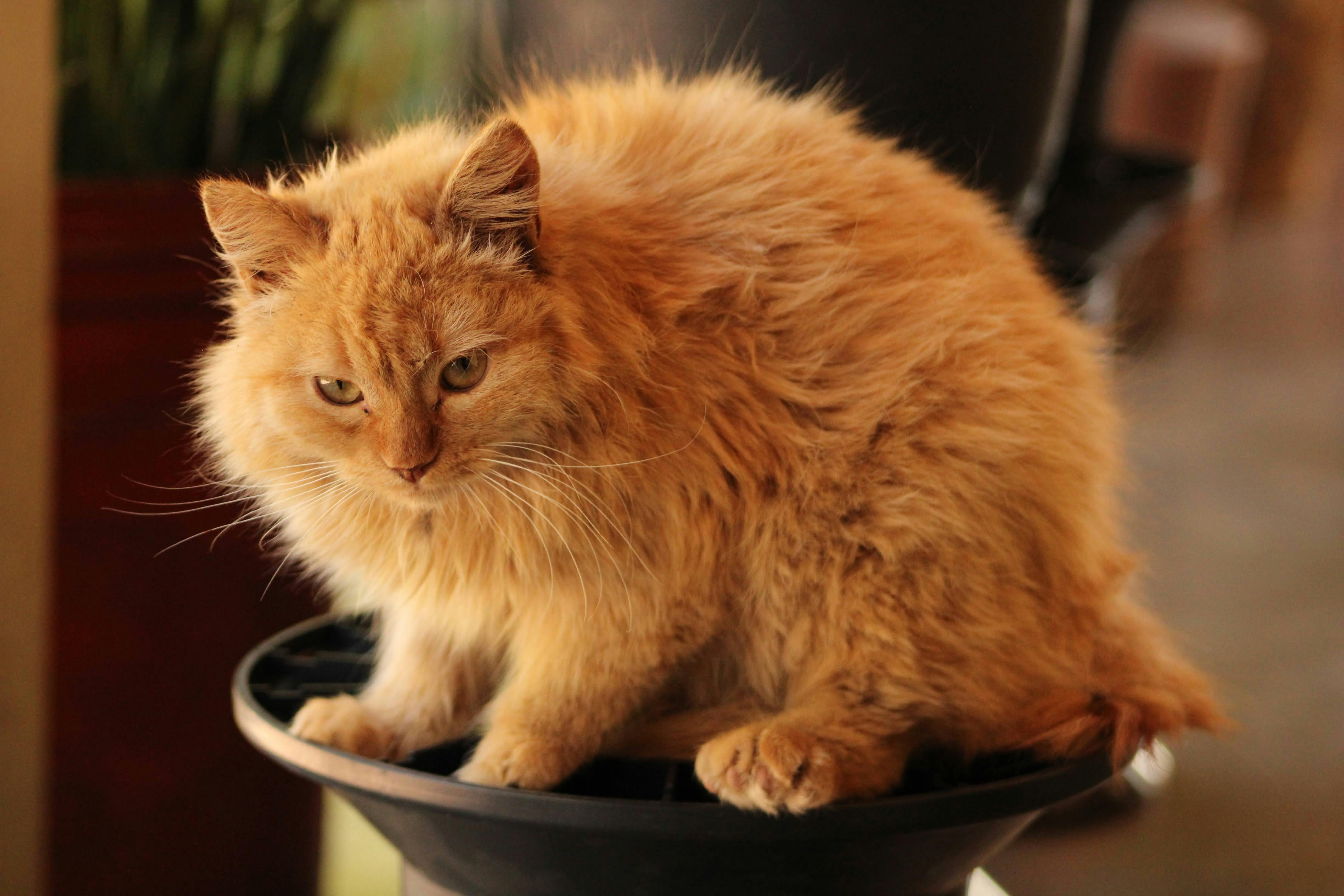 pet care pet health — Photo by Estefany  Iribe on Pexels