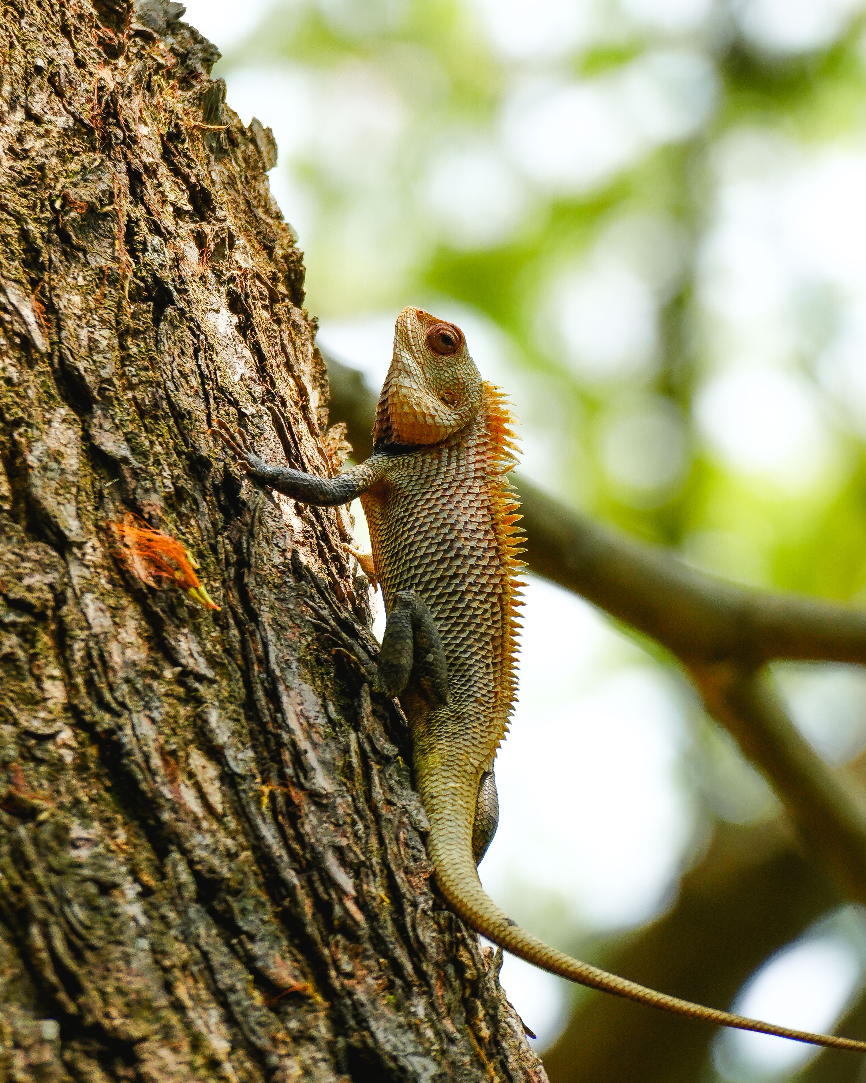 Oriental Garden Lizard Climbing Tree Trunk · Free Stock Photo