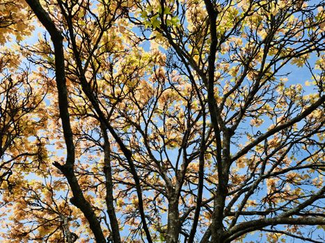 tree branches