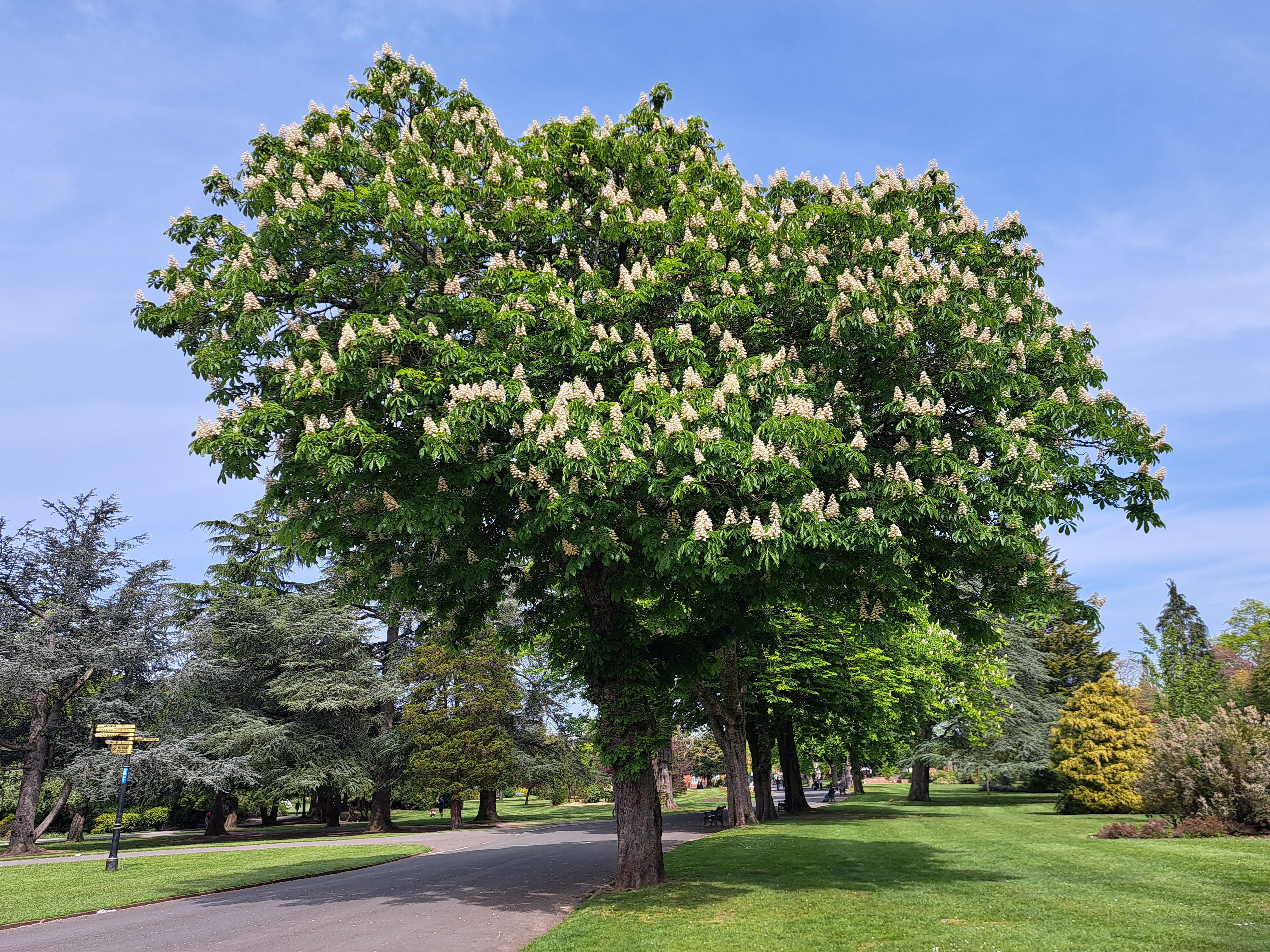 Blooming horse chestnut tree along a park path in spring — chestnut tree care Surrey BC