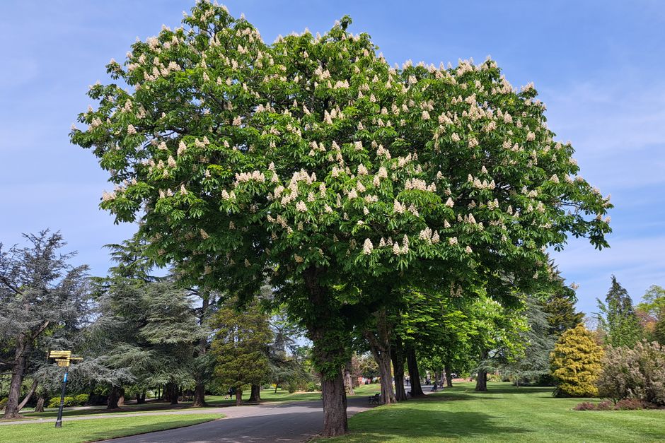 Blooming horse chestnut tree along a park path in spring — chestnut tree care Surrey BC