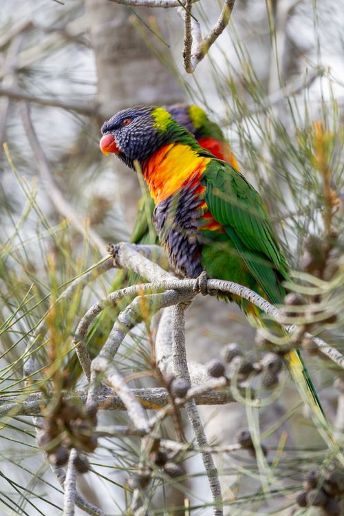 Free Vibrant rainbow lorikeets perched on branches at Culburra Beach, Australia. Stock Photo