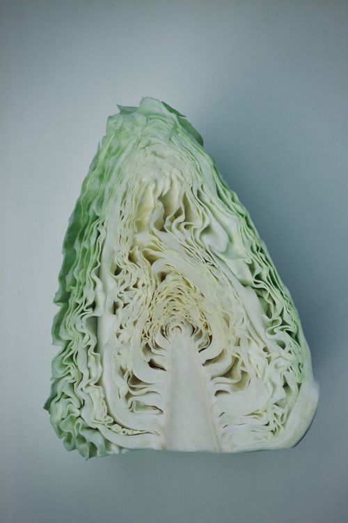 4,971+以上の無料キャベツ植物画像