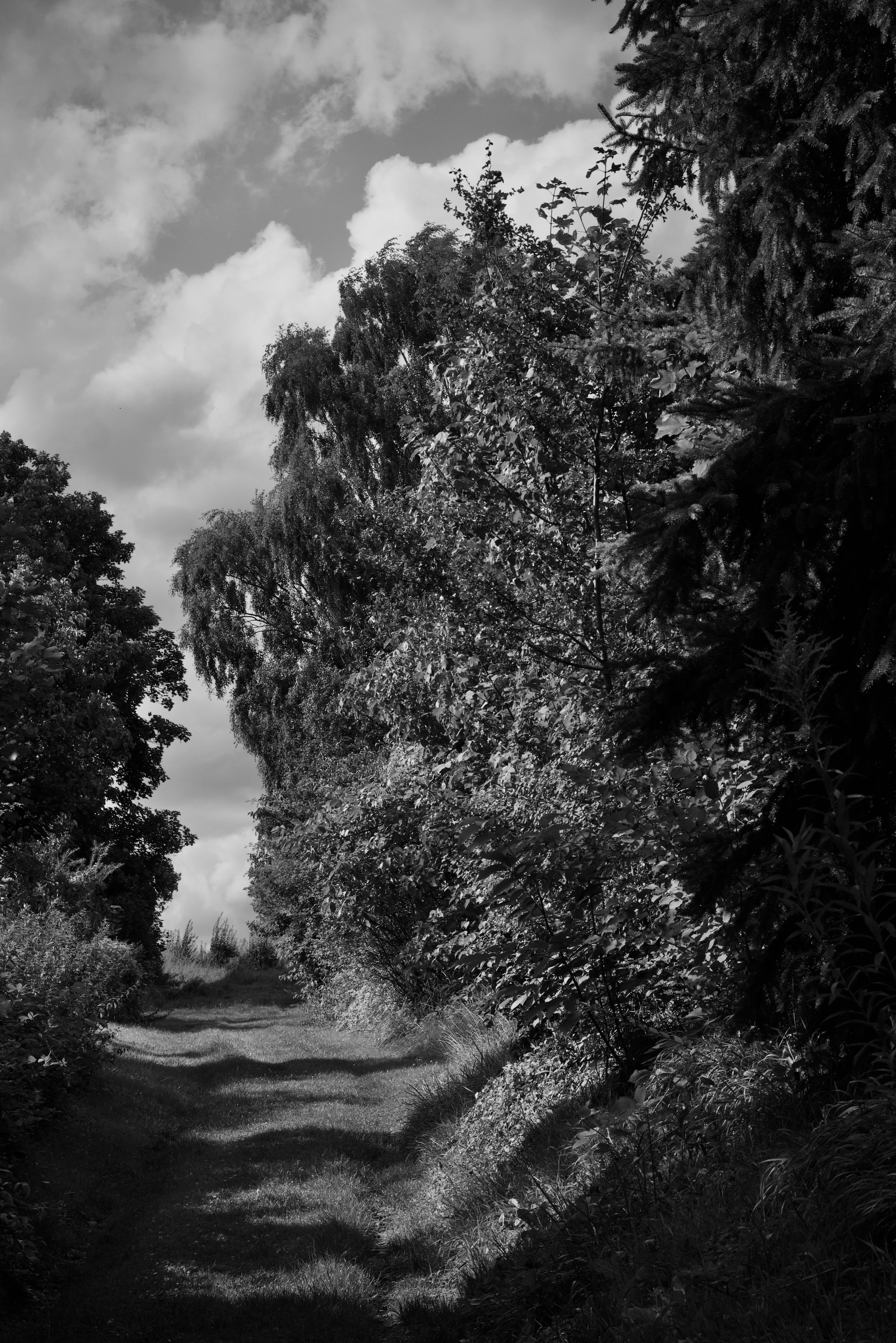Black and white photograph of a path in the woods · Free Stock Photo