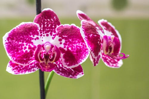Free stock photo of natural, orchid, pink Stock Photo