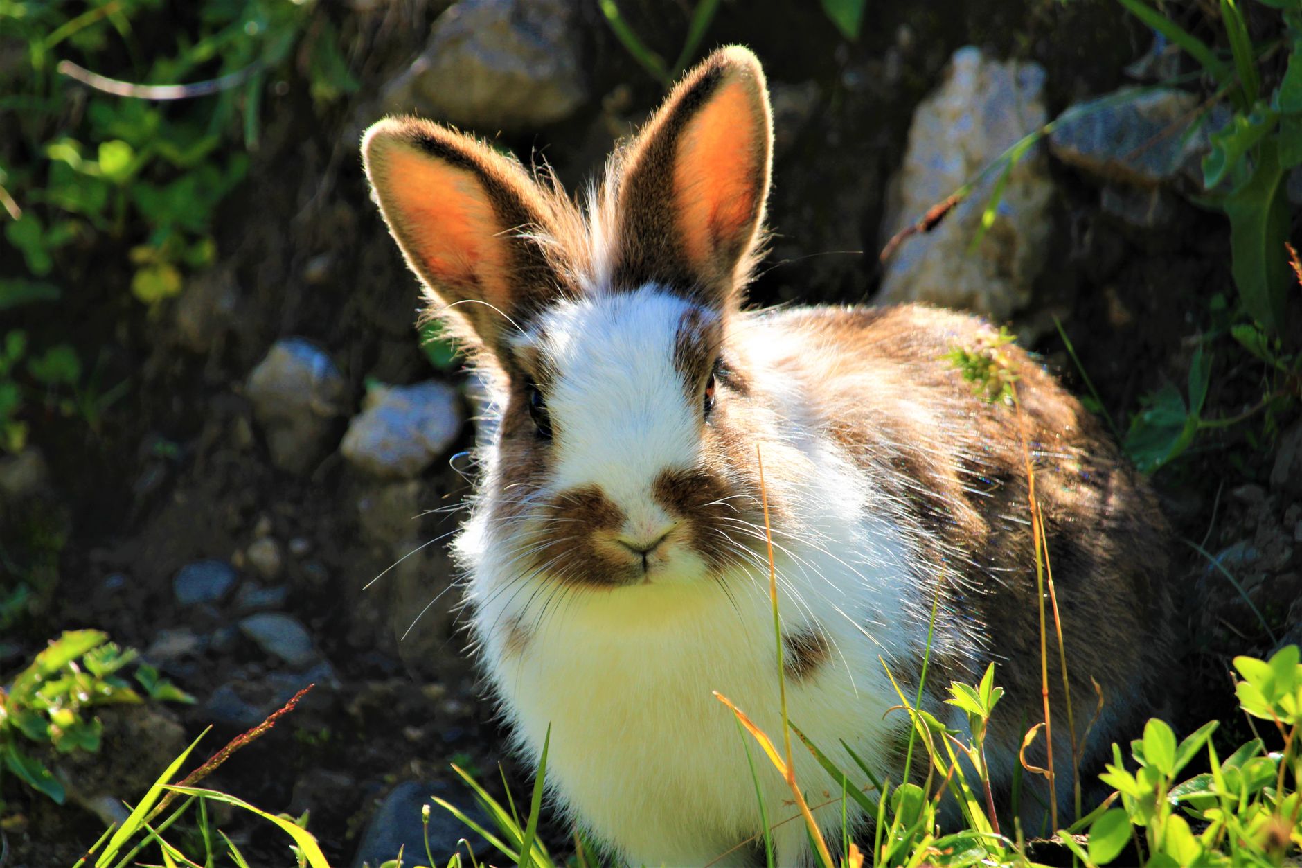 happy rabbits in a clean, spacious enclosure