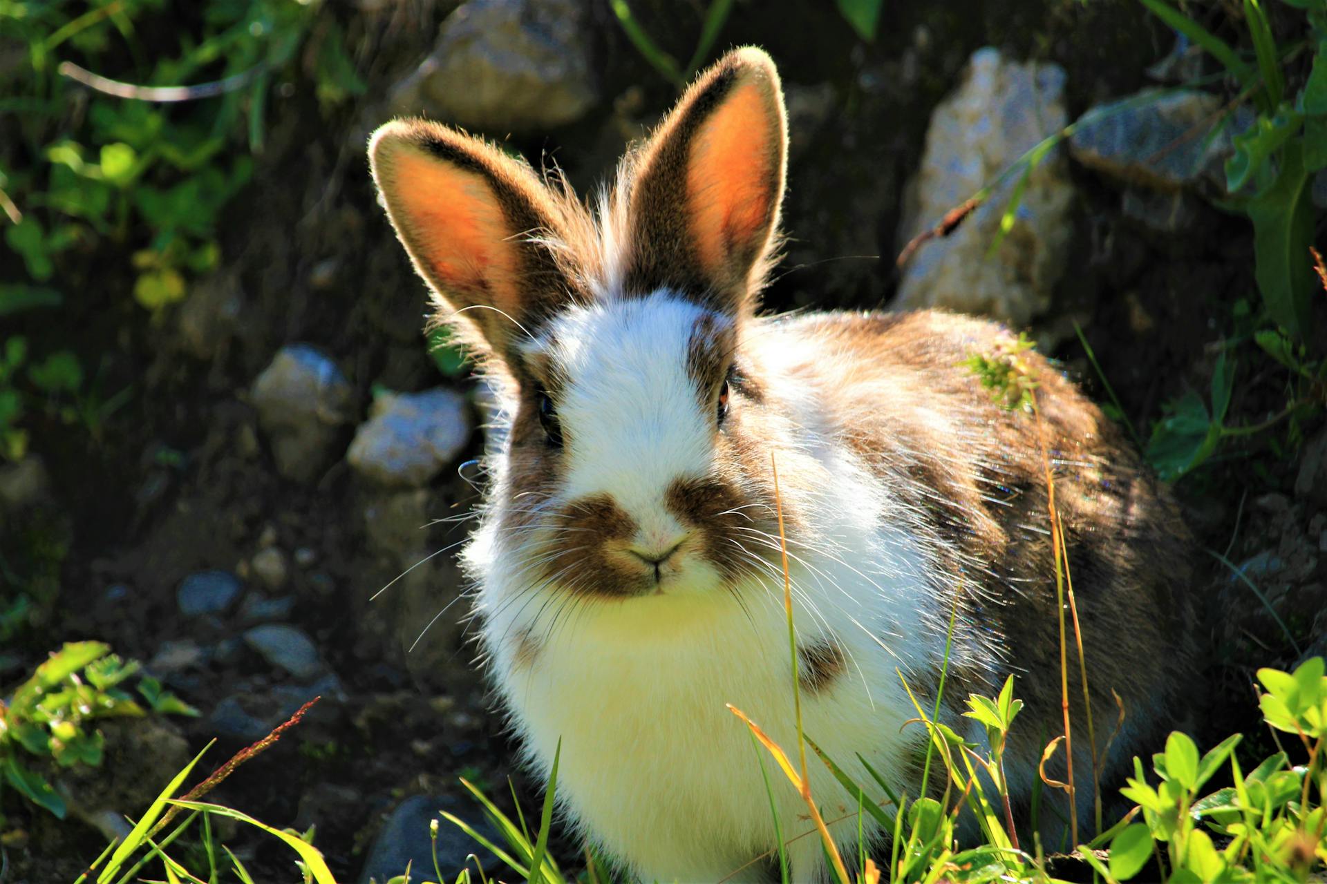 Photo of Rabbit