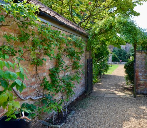 Free A quaint garden pathway with lush greenery climbing a brick wall, leading to a serene courtyard. Stock Photo