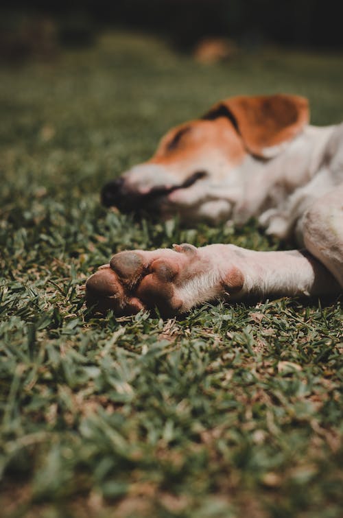 White and Brown Short Coated Dog Lying on Green Grass