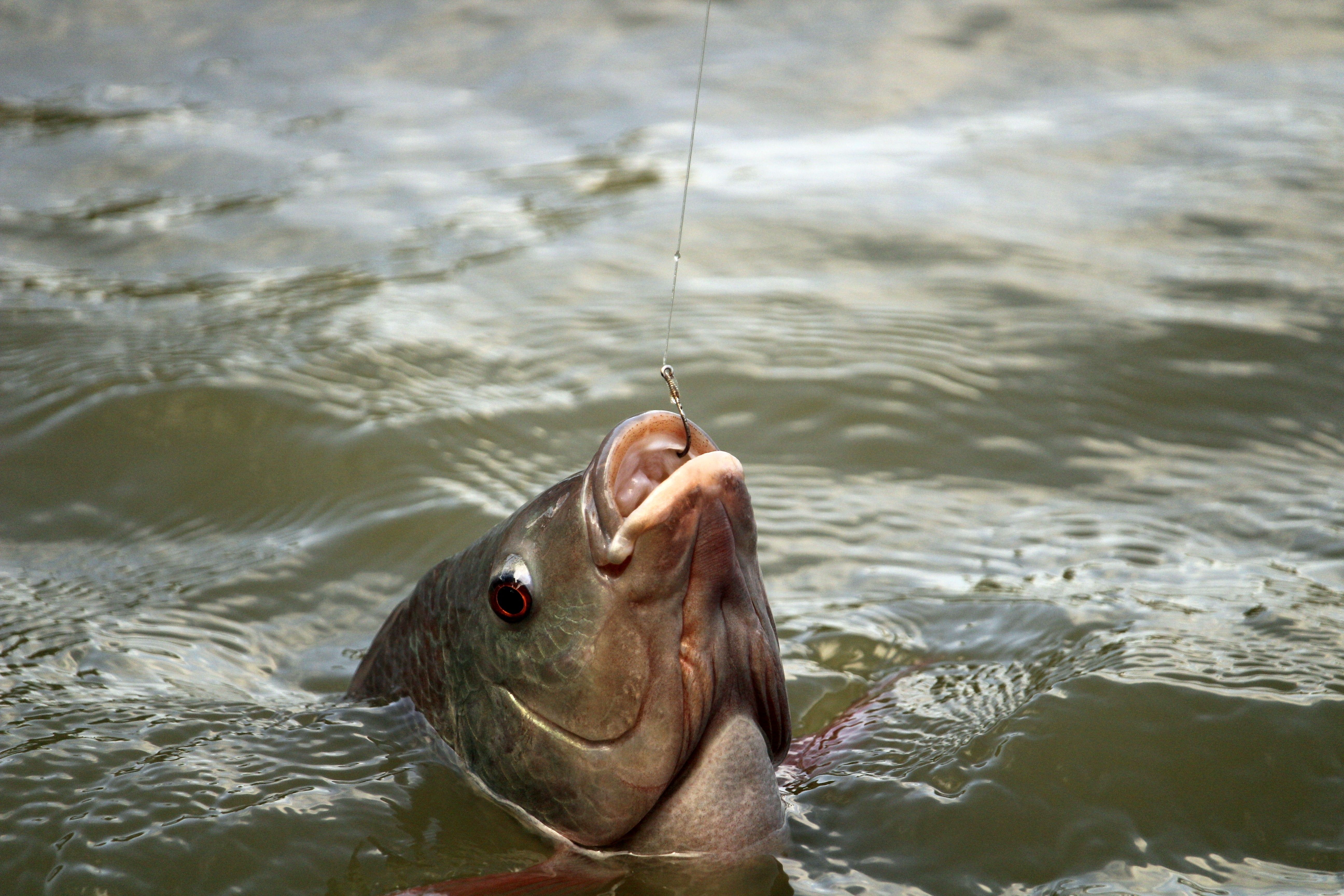 How To Catch Tarpon Ebook