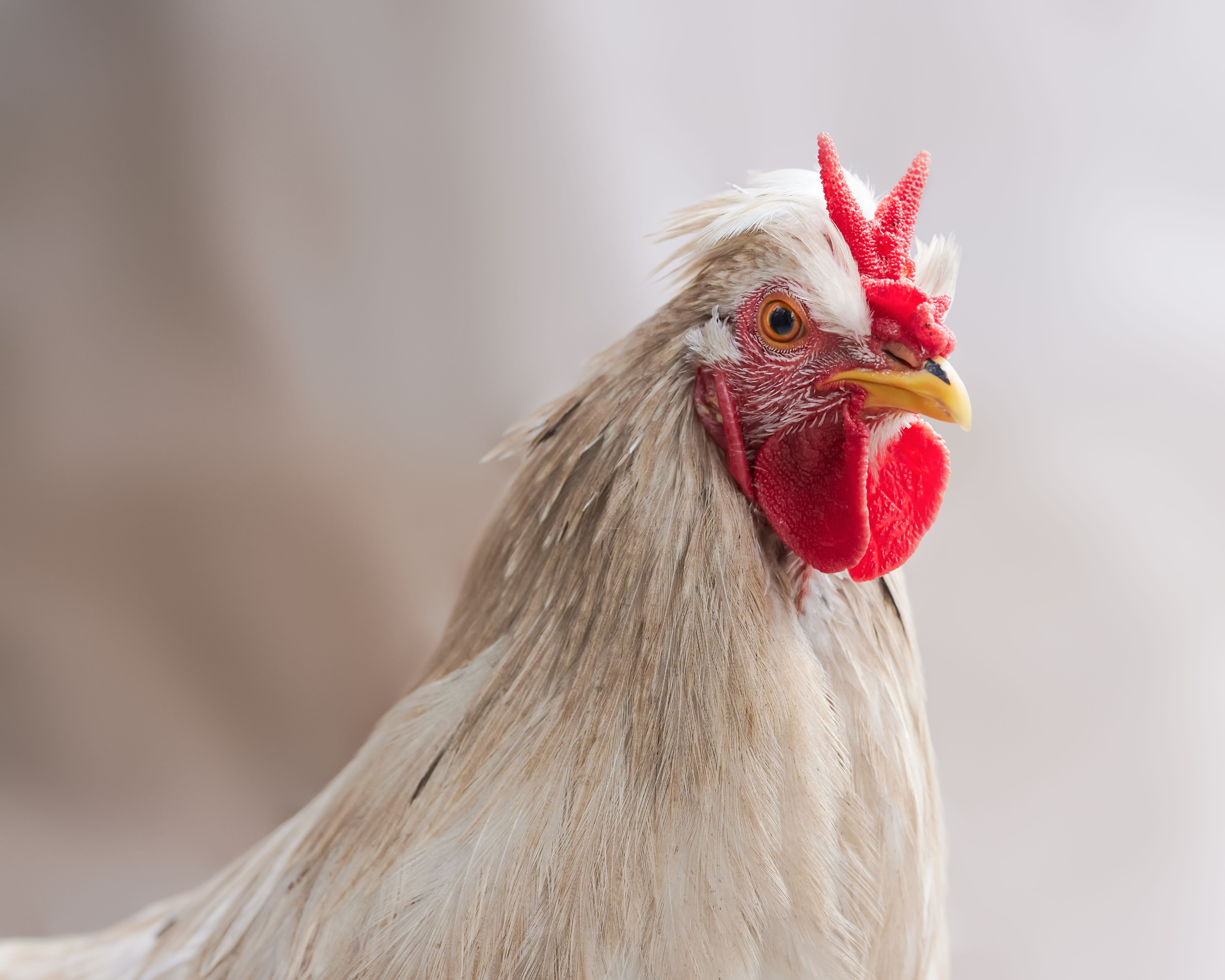 Close-up veterinary examination of a rooster in a clean clinic, medical records beside protective gloves