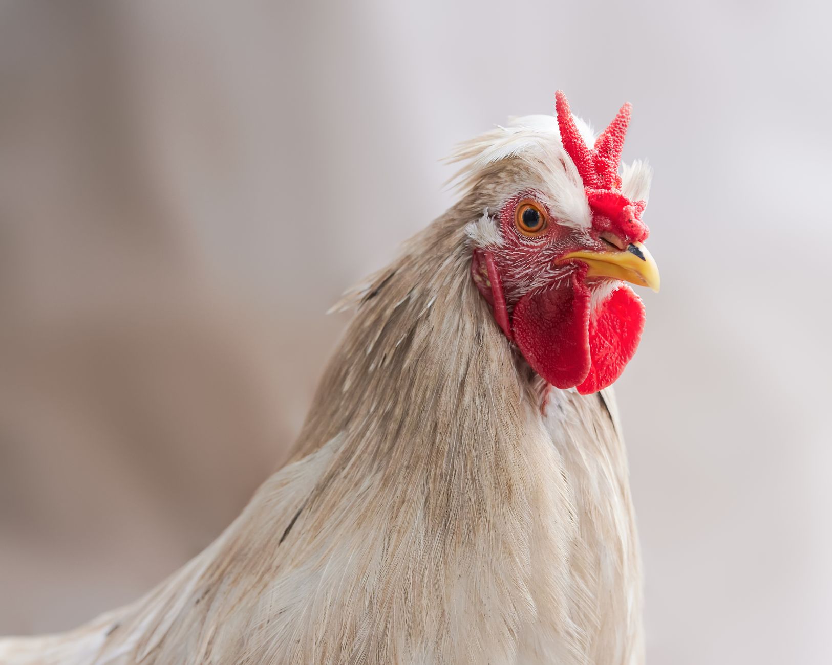 Close-up veterinary examination of a rooster in a clean clinic, medical records beside protective gloves