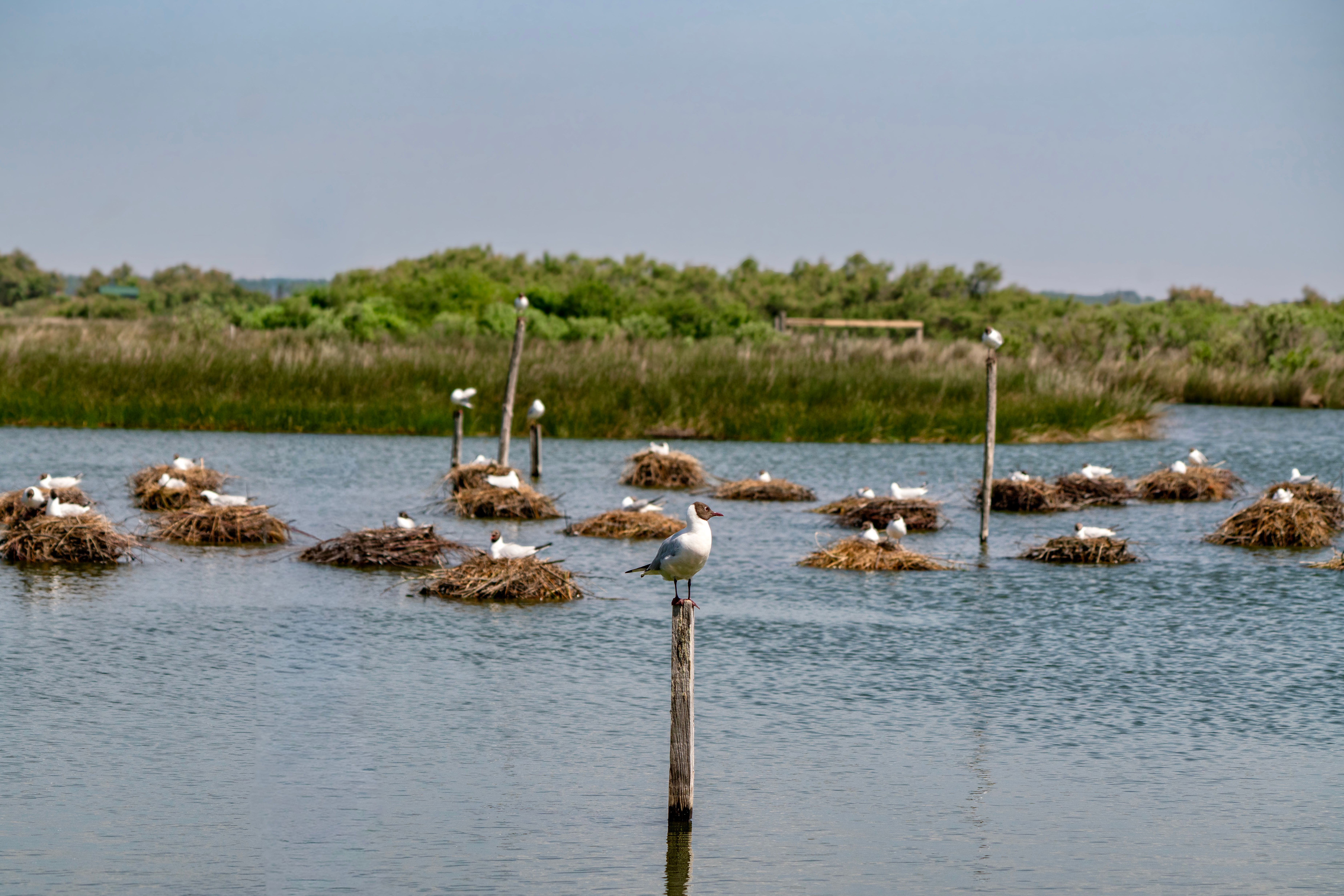 Le Marais d'Orx : Observation et Nature pour votre séjour à Capbreton