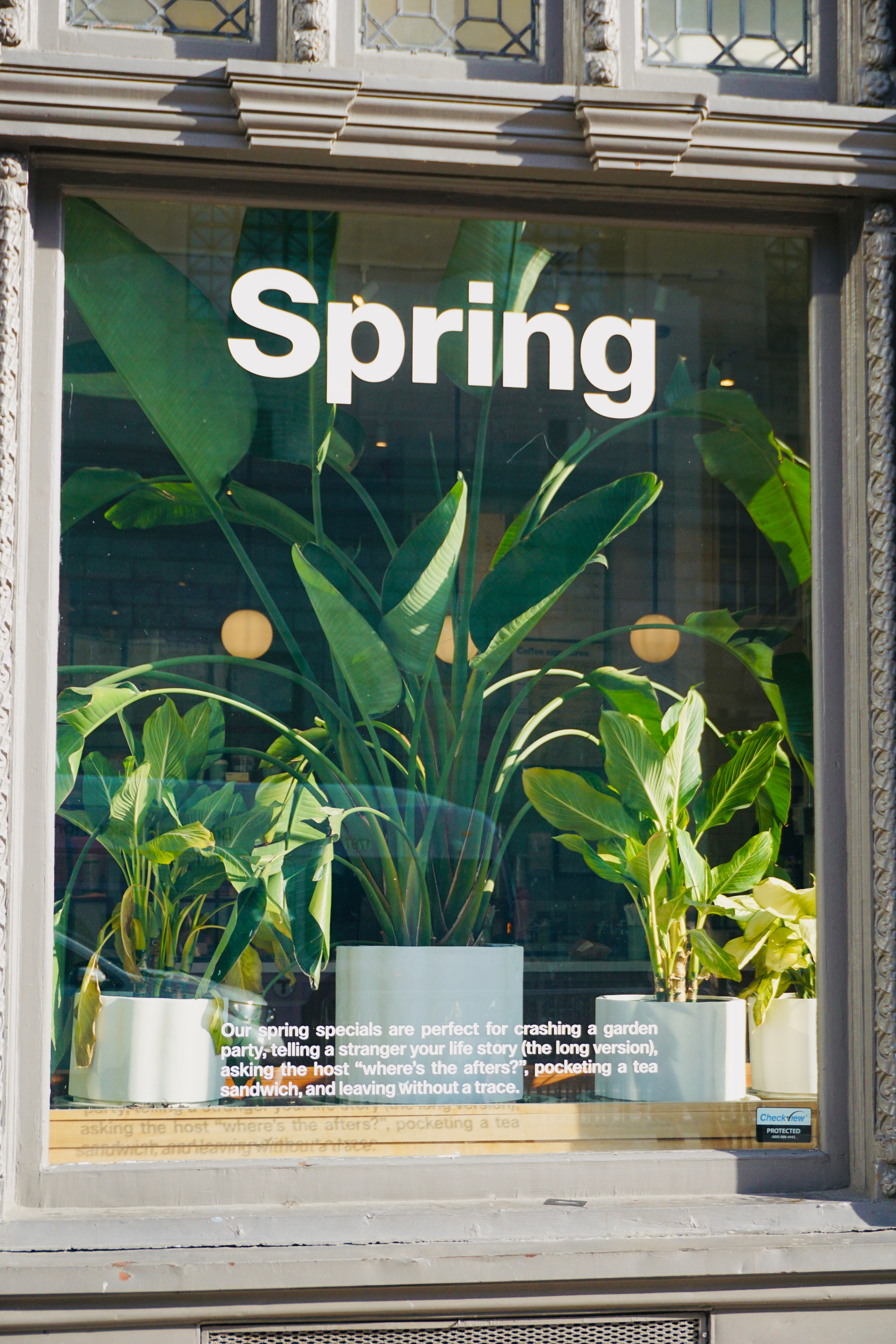 A vibrant window display featuring lush green plants with a bold 'Spring' sign.