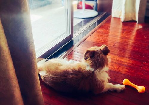 Free stock photo of animal resting, animal s, companion animals Stock Photo