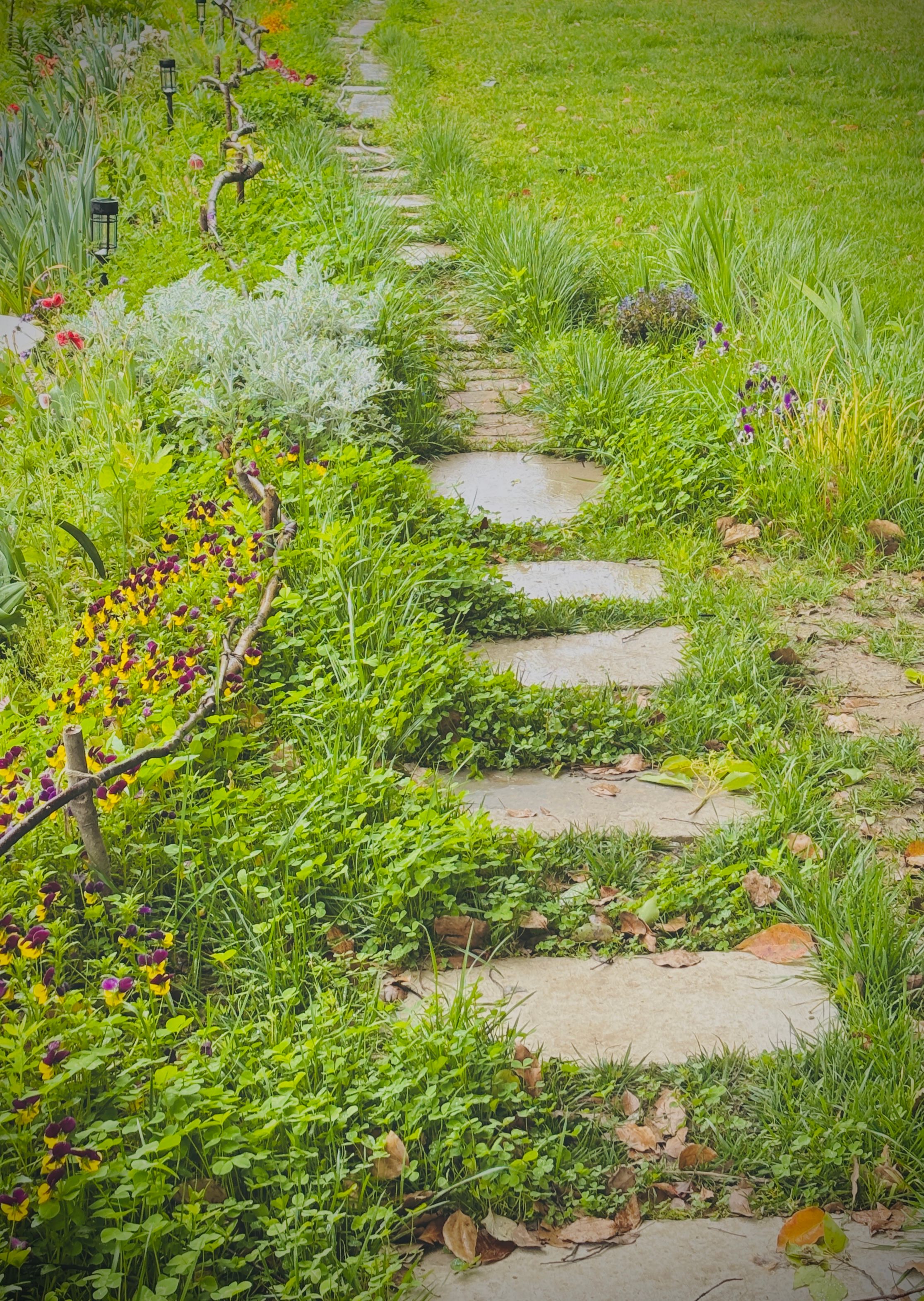 Identifying and Safely Removing Subtly Toxic Common Garden Plants: A Step-by-Step Audit for Creating Pet-Friendly Outdoor Spaces