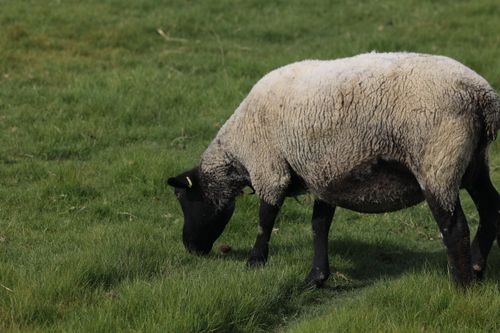 Free A woolly sheep grazes peacefully on a vibrant grassy field. Stock Photo