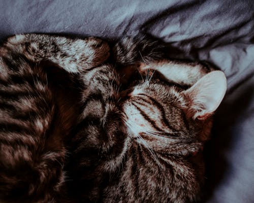 Close-Up Photo of Cat Sleeping