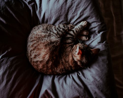 Free High Angle Photo of Cat Sleeping on Bed Stock Photo