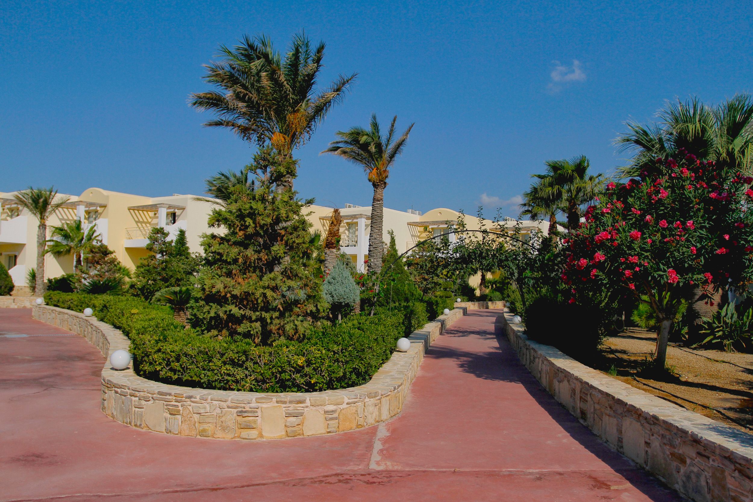 Sunny Garden Pathway with Palm Trees · Free Stock Photo