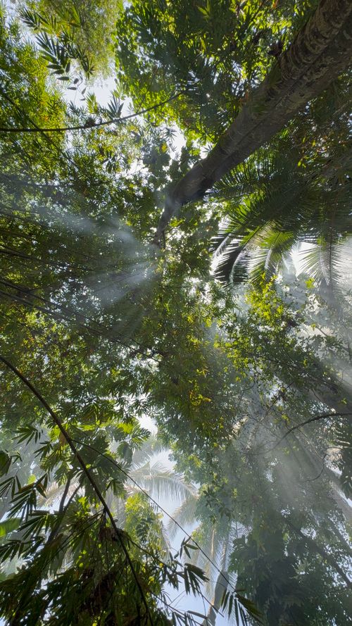 Free Sunlight beams through a verdant tropical canopy, creating a serene and vibrant atmosphere. Stock Photo
