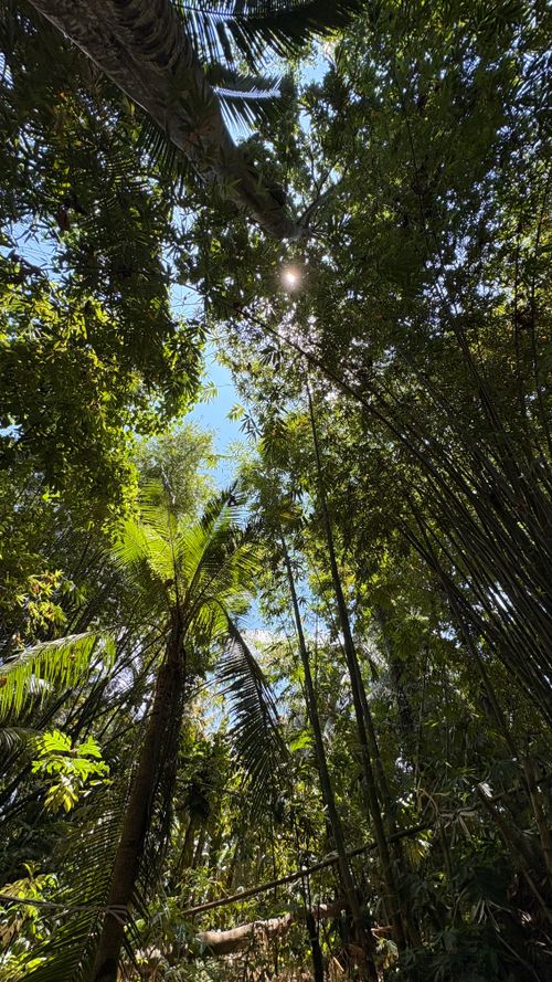 Free Experience the serene beauty of a tropical forest with sunlight streaming through the lush green canopy. Stock Photo