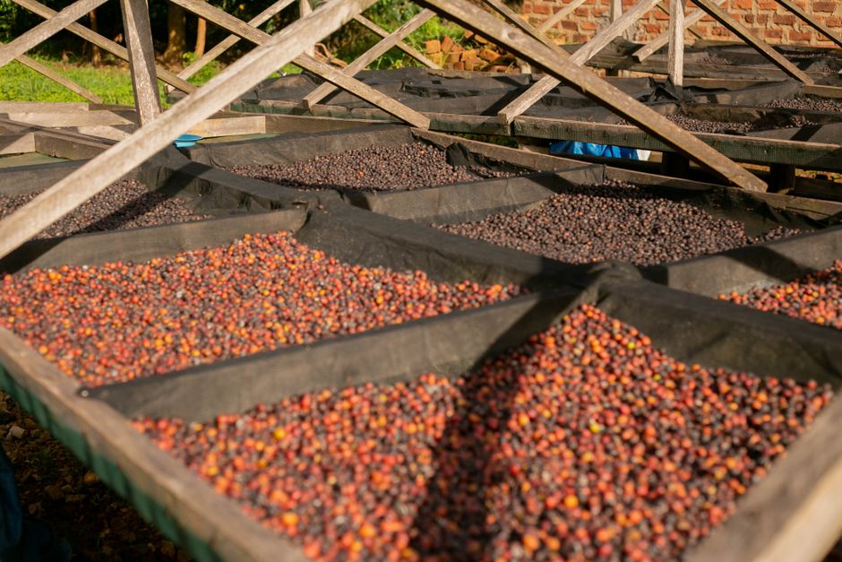 coffee experience uganda