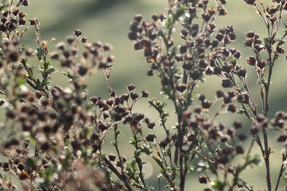Inheemse planten bloeien volop in de herfst. Inheemse planten bloeien volop in de herfst.