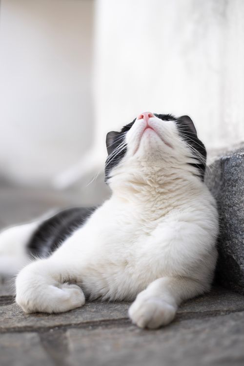 Black and White Cat Relaxed on Stone Floor · Free Stock Photo