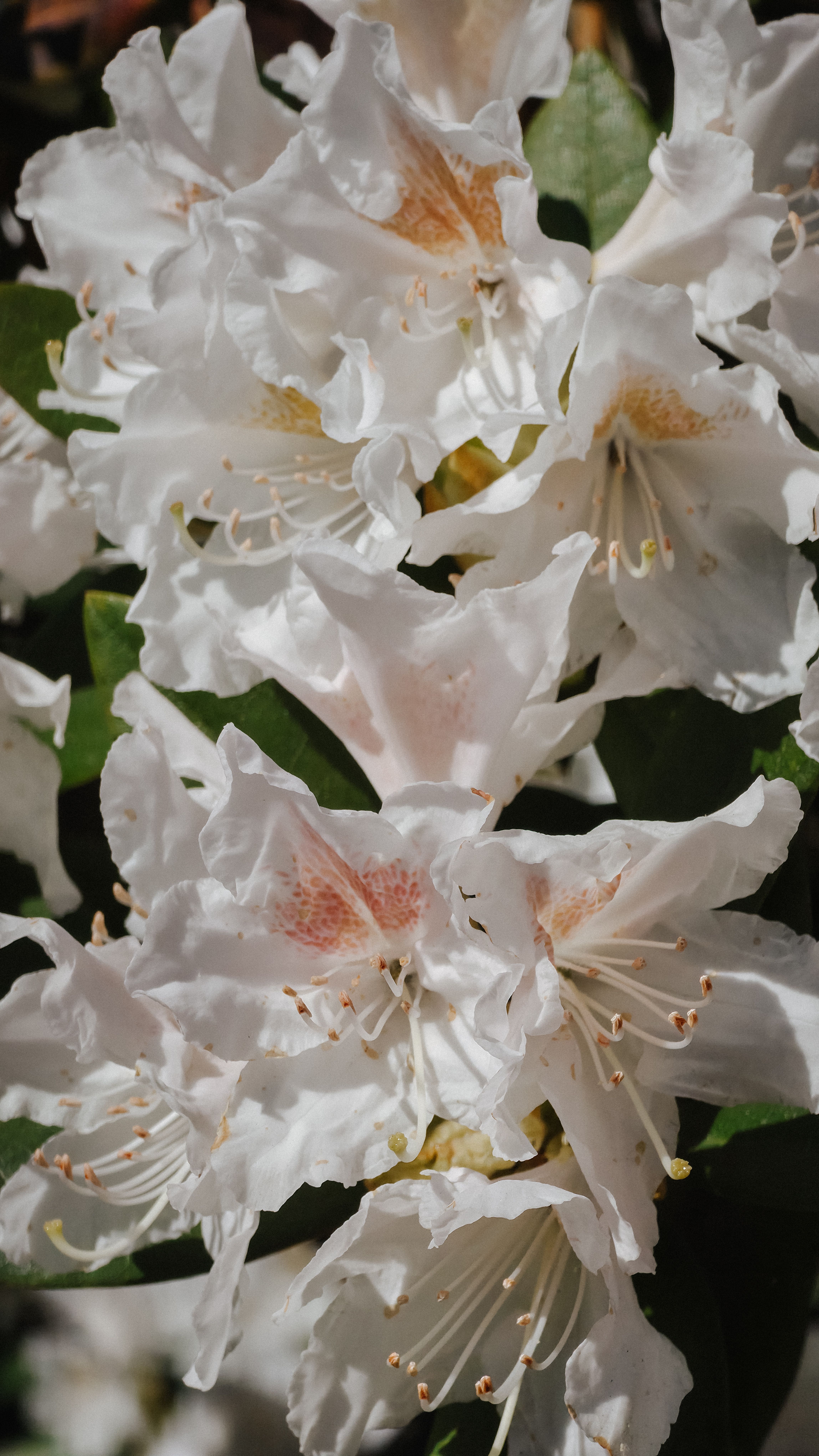 palmlilie gro Yucca filamentosa (Palmlilie)  Grfin von Zeppelin