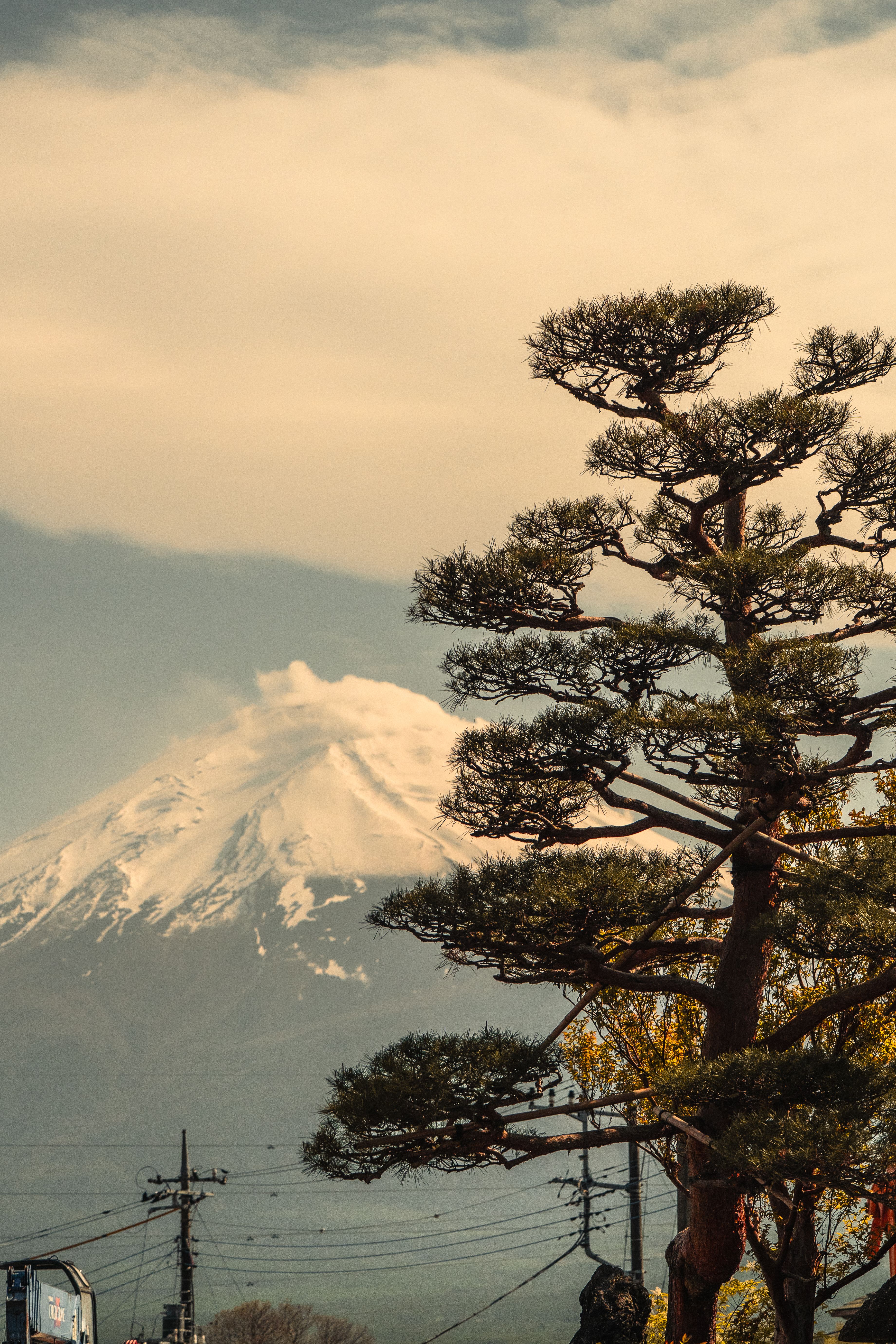 Tranquil scene of Mount Fuji with a Japanese pine tree in the foreground, capturing nature's beauty.