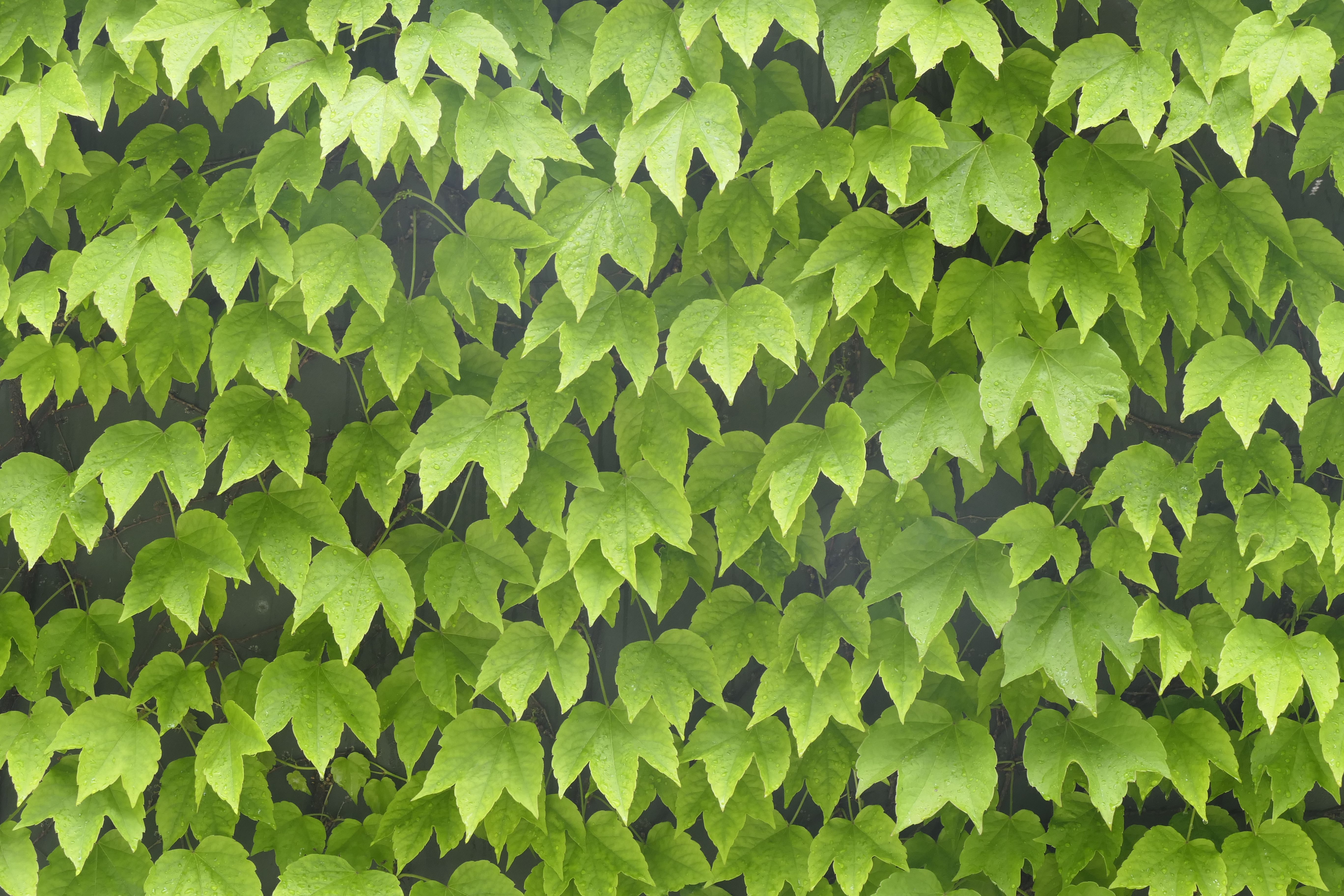 Lush Green Ivy Leaves Covering a Wall in Spring · Free Stock Photo