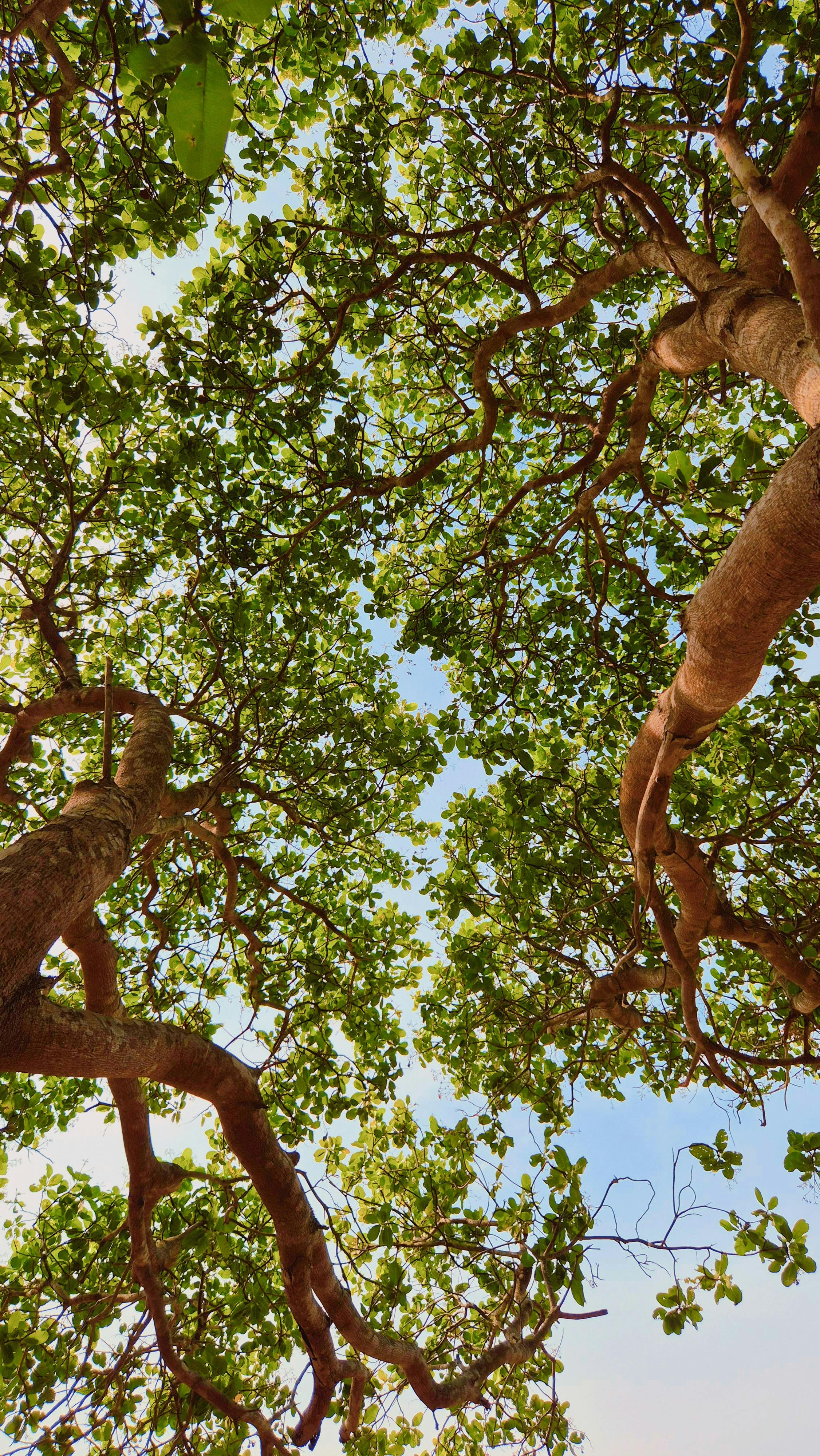 A serene view of lush greenery and branches in Gia Lai, Vietnam.