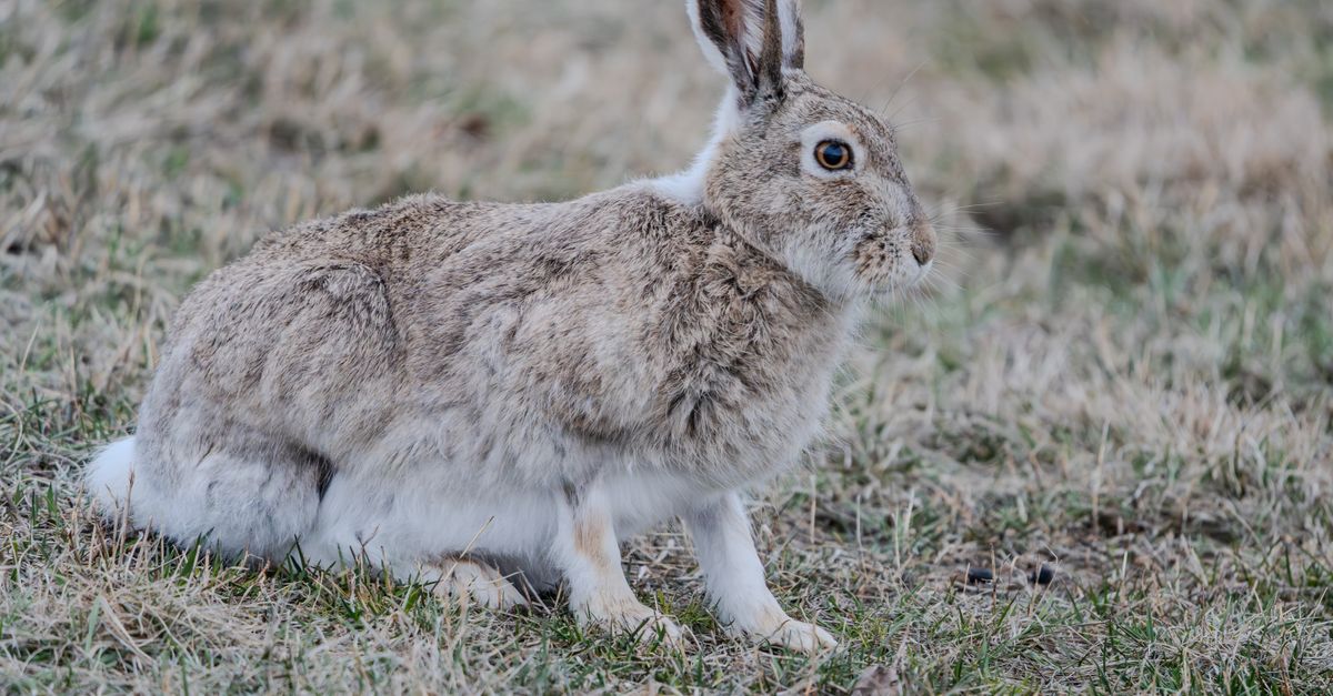 Real Life Like Remote Rabbit Wild Rabbit in Natural Habitat · Free Stock Photo