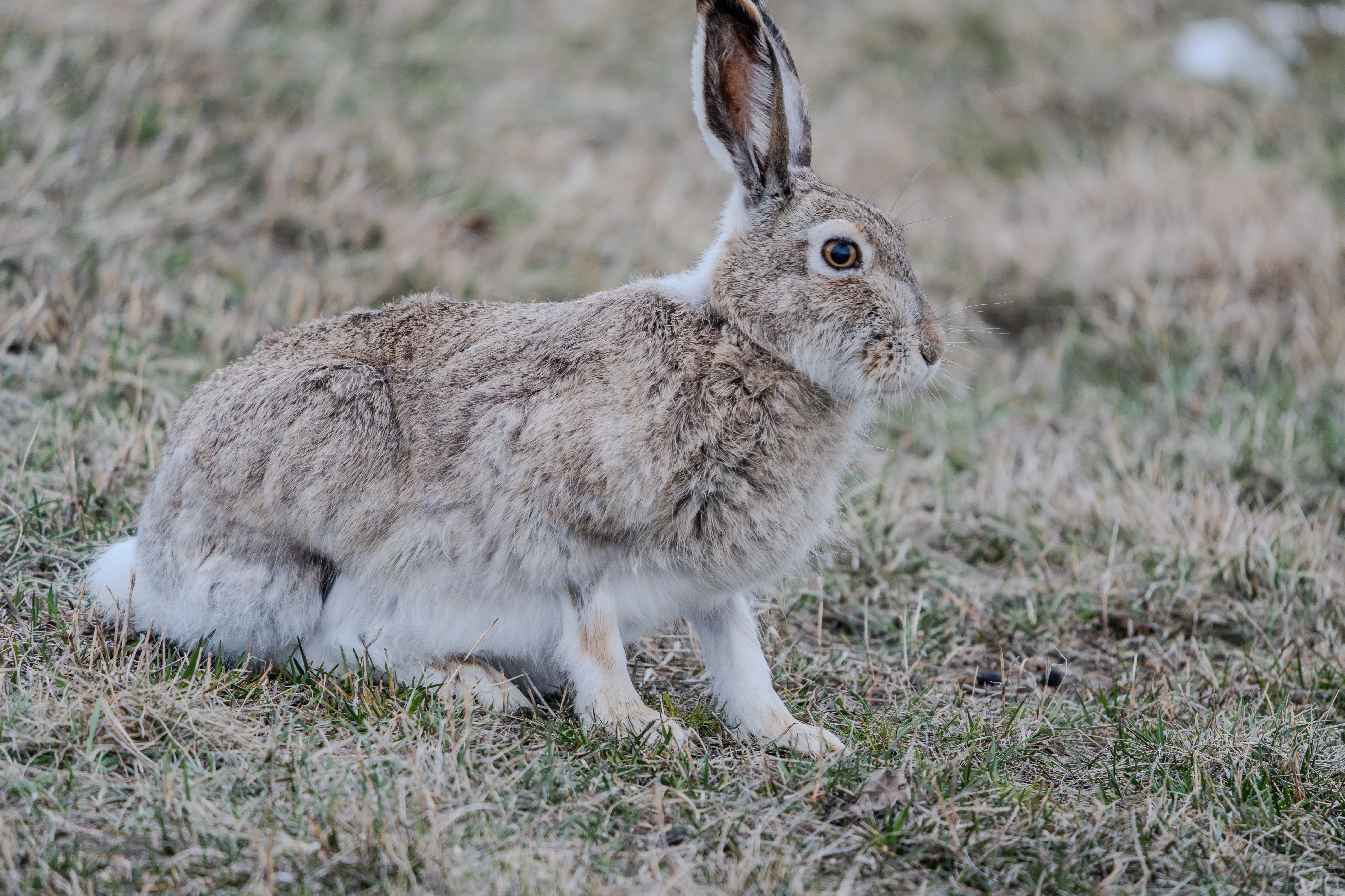 Wild Rabbit in Natural Habitat · Free Stock Photo