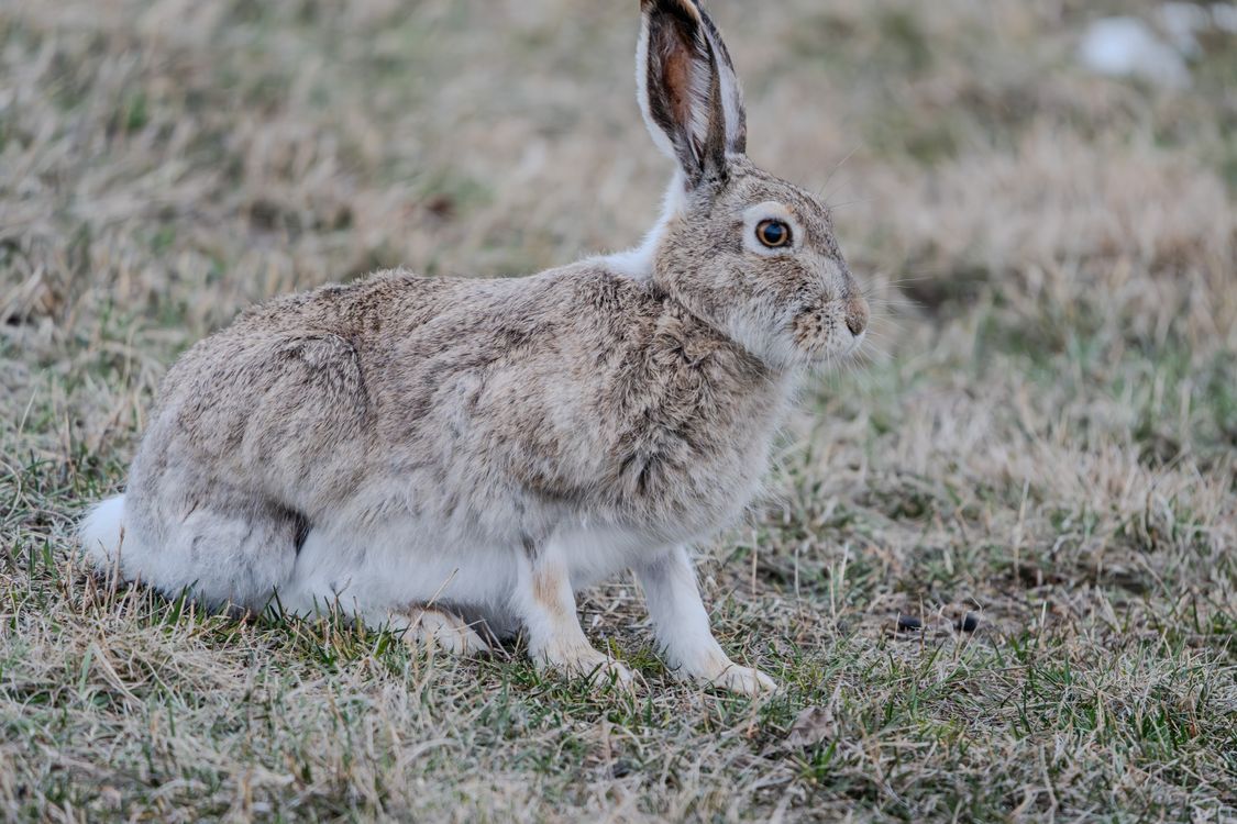 Wild Rabbit Textures Wild Rabbit in Natural Habitat · Free Stock Photo