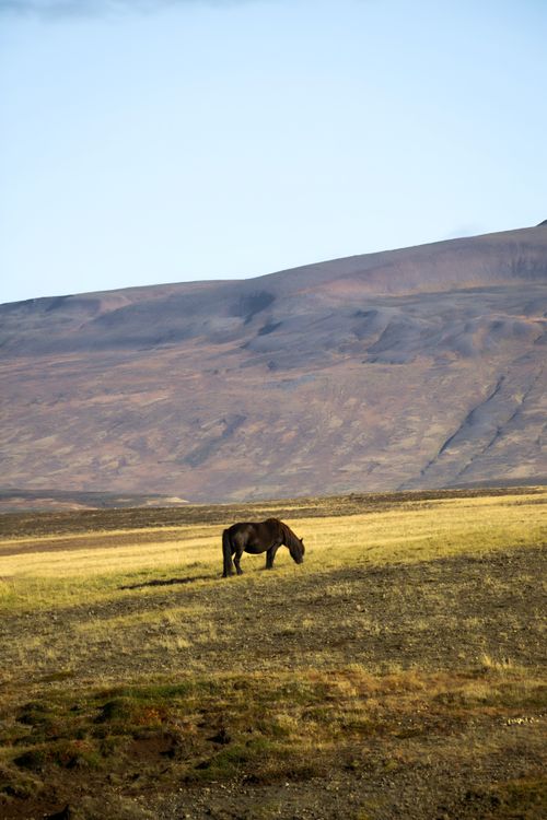 Free A horse grazes in the Icelandic wilderness under a vast sky with distant mountains. Stock Photo